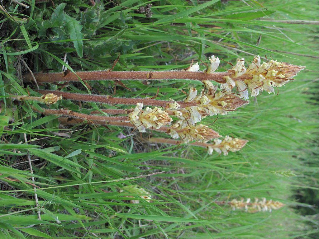 Orobanche picridis